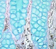 Anti-PTPN12 antibody [N1N2], N-term used in IHC (Paraffin sections) (IHC-P). GTX102542